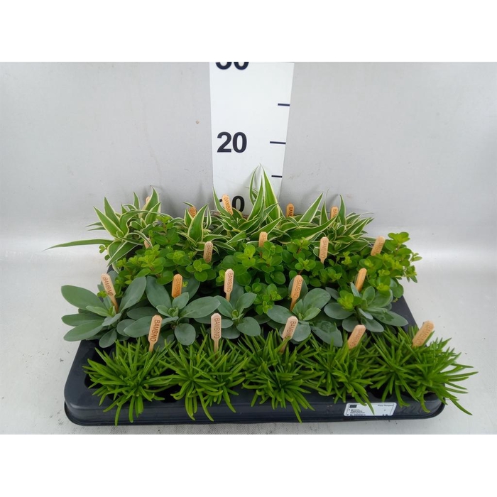 <h4>Planten ..mix</h4>