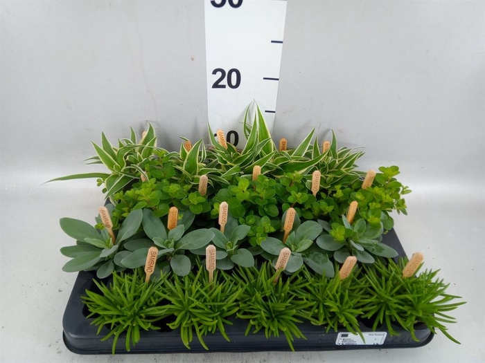 Planten  ..mix