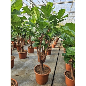 Ficus lyrata