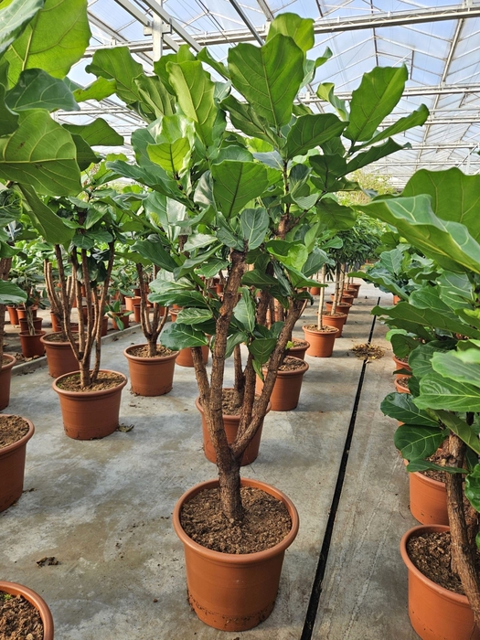 Ficus lyrata