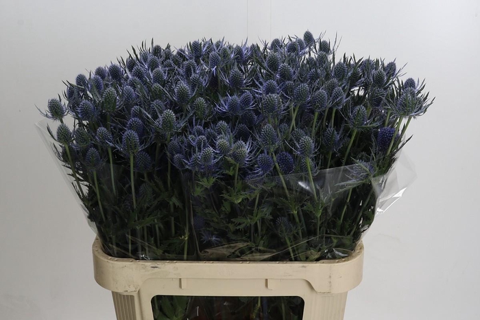 <h4>Eryngium Blue Dynamite</h4>