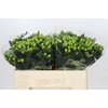Hypericum Lucky Romance
