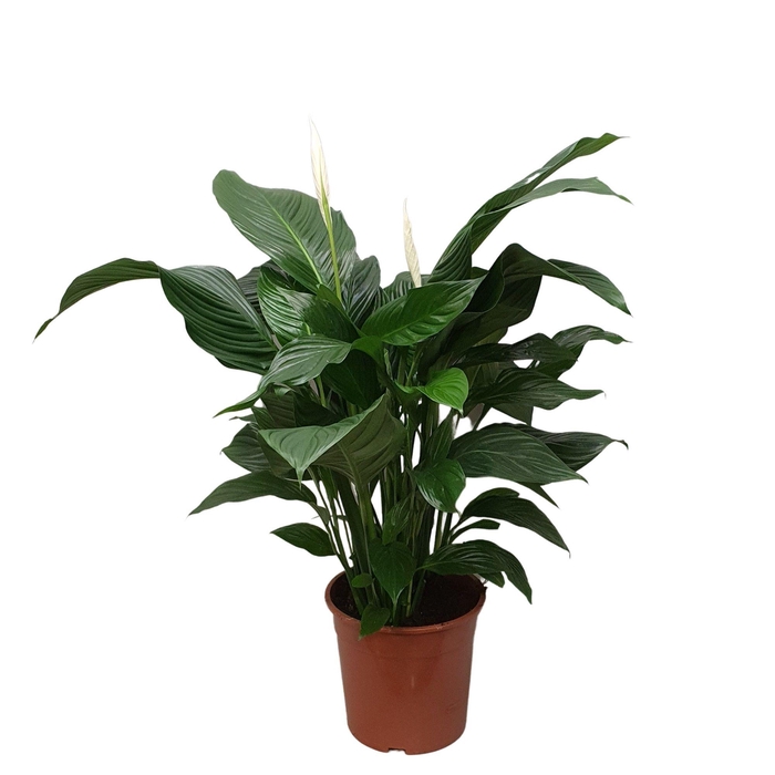 <h4>Spathiphyllum 'Sweet Silvana' blanco</h4>
