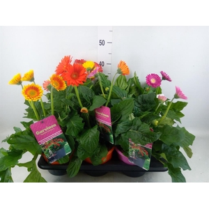 Gerbera  'Garvinea'   ...mix