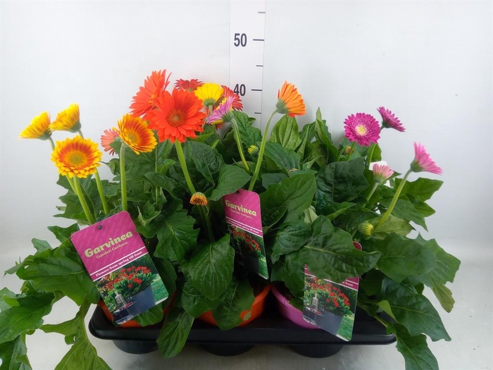 <h4>Gerbera  'Garvinea'   ...mix</h4>