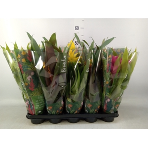 Bromelia   ...mix