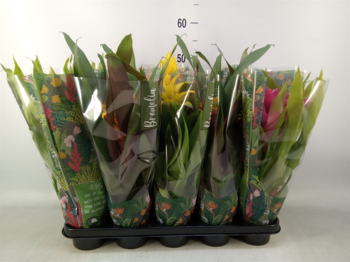 <h4>Bromelia   ...mix</h4>