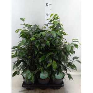 Ficus benja. 'Danielle'