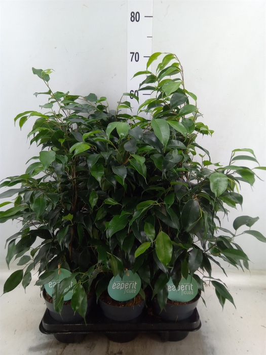 <h4>Ficus benja. 'Danielle'</h4>