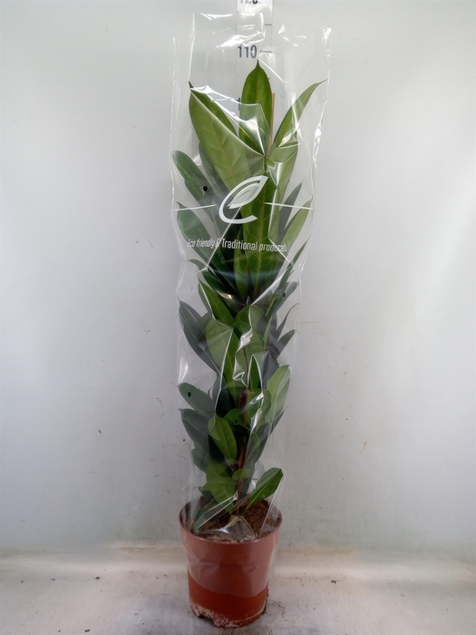 <h4>Ficus cyathistipula</h4>