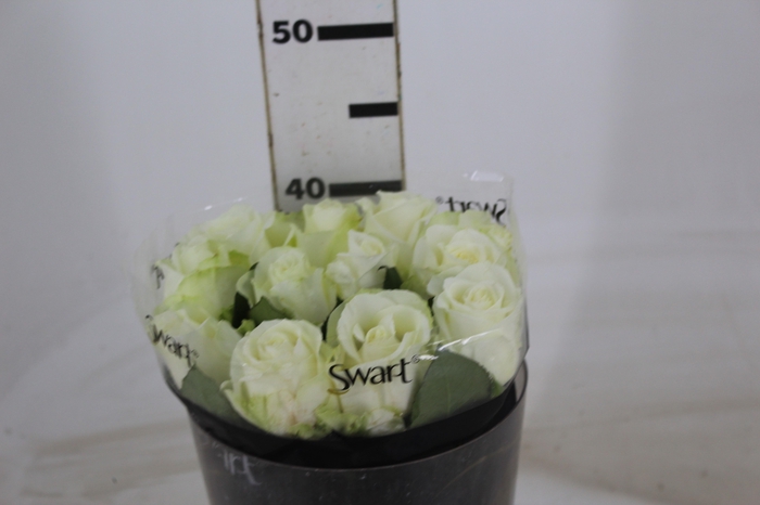 <h4>ROSA AVALANCHE 040 CM ESTUFA</h4>
