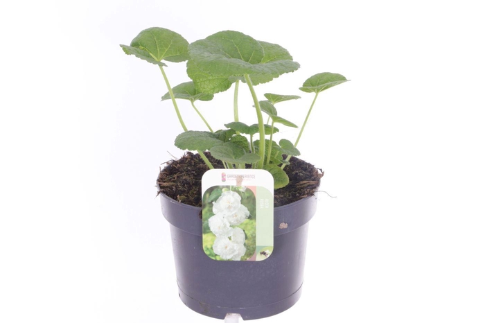 <h4>Alcea rosea Chart. Double White</h4>