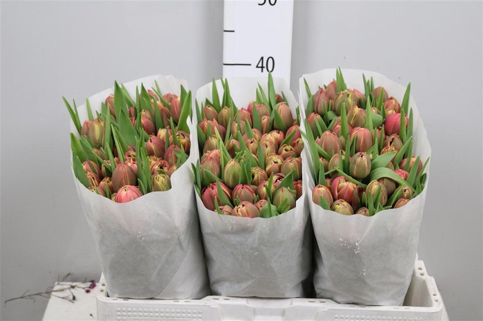 <h4>Tu Du Columbus</h4>