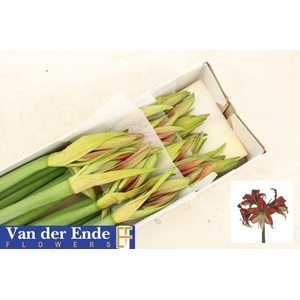 Hipp Ga Happy Valley