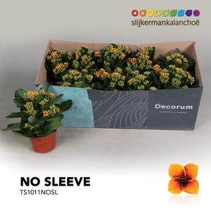 Kalanchoe No Sleeve - 10,5 cm Tiger Orange