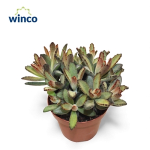 Kalanchoe Coffeebean