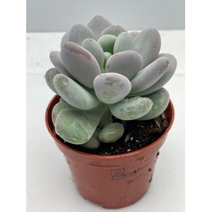 PACHYPHYTUM OVIFERUM