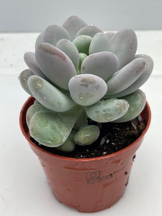 PACHYPHYTUM OVIFERUM