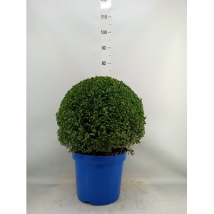 Buxus semp.   ...