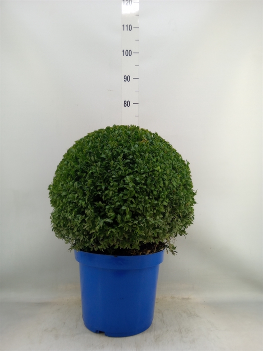 <h4>Buxus semp.   ...</h4>
