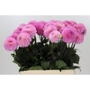 Dahlia Wizard of Oz