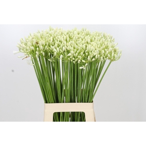 AGAP PRINSES MARIL?NE AGAPANTHUS PR