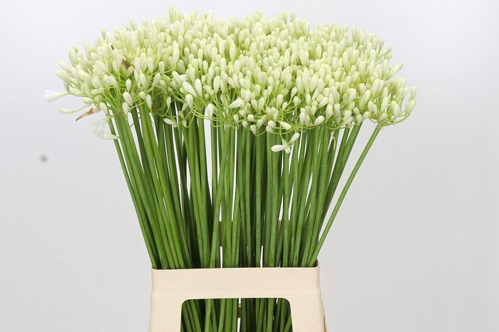 <h4>AGAP PRINSES MARIL?NE AGAPANTHUS PR</h4>