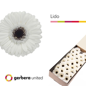 Germini Lido Doos
