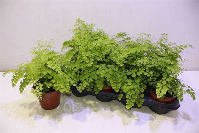 <h4>Adian Rad Fragrans</h4>