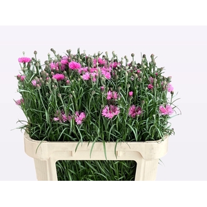 Centau Cyanus Pink