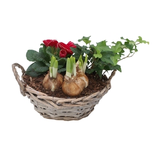 Primula Chipwood 1 prim 1 tet 1 hedr 572