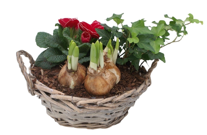 <h4>Primula Chipwood 1 prim 1 tet 1 hedr 572</h4>