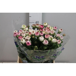 Ran Andrea Cappuccin