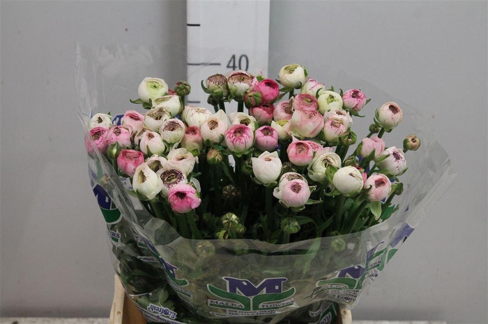 <h4>Ran Andrea Cappuccin</h4>