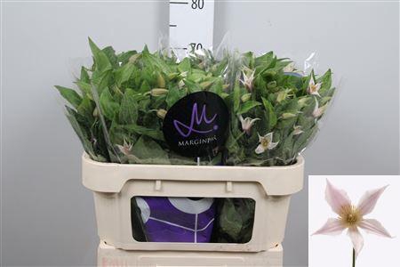 <h4>Clem Amazing Kansas</h4>