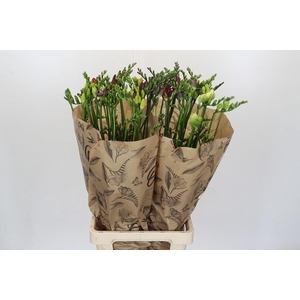 Freesia One Xxl Mixed