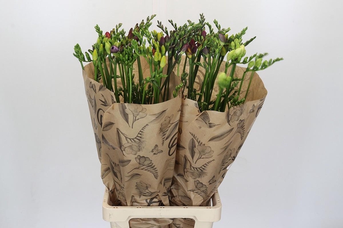 <h4>Freesia One Xxl Mixed</h4>