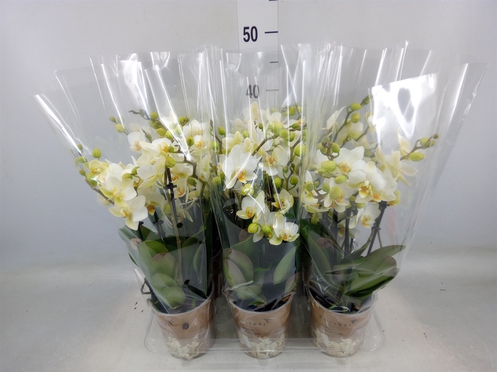 <h4>Phalaenopsis multi. 'Ant Lausanne'</h4>