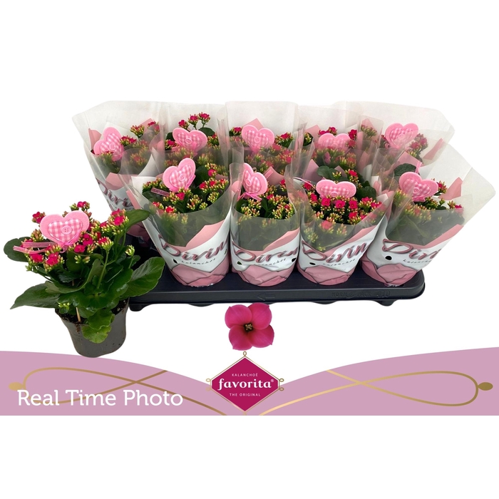 <h4>KAL EN THALIA</h4>