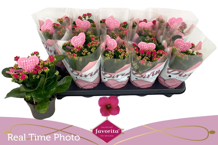 <h4>KAL EN THALIA</h4>