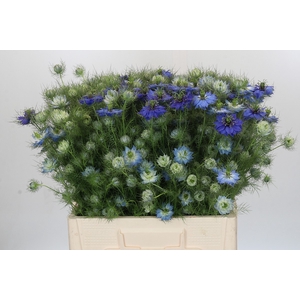 Nigella damascena Artistic Blue