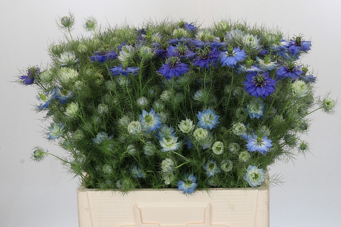 <h4>Nigella damascena Artistic Blue</h4>