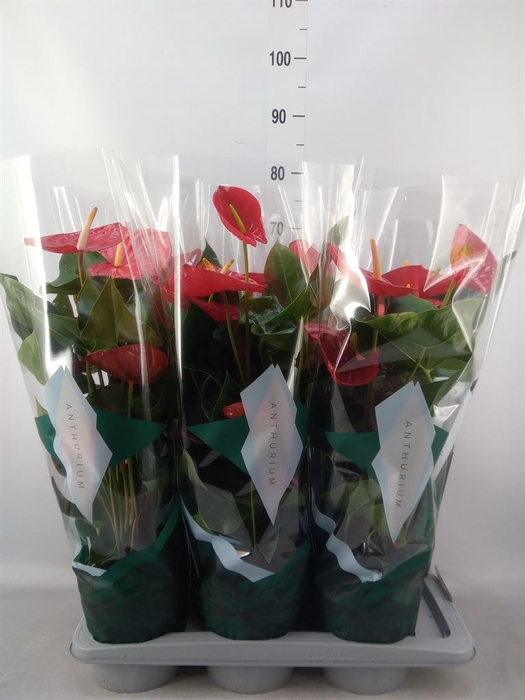 <h4>Anthurium andr. 'Idaho'</h4>