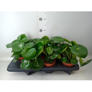 Peperomia polybotrya 'Raindrop'