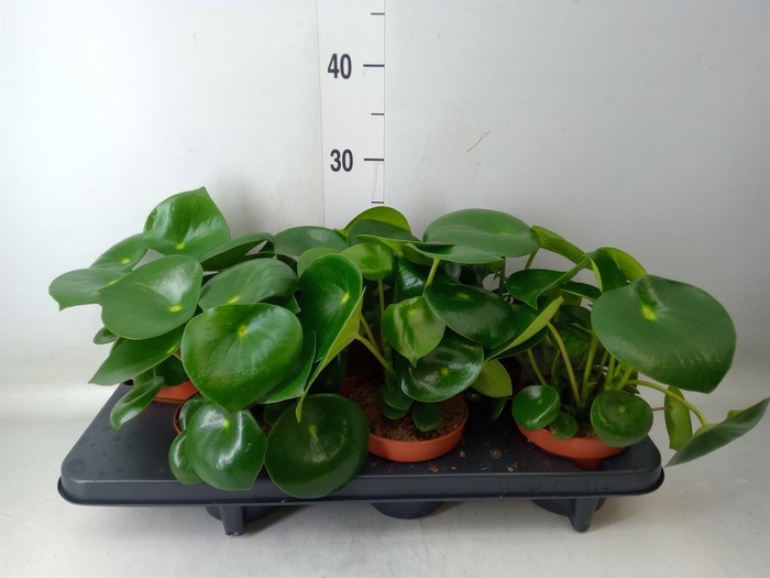 <h4>Peperomia polybotrya 'Raindrop'</h4>