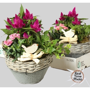 ARR TUINPLANTEN
