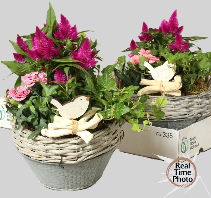 <h4>ARR TUINPLANTEN</h4>