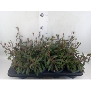Gaura lindheimeri   ...
