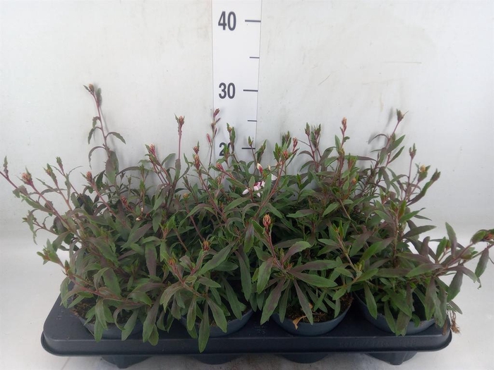 <h4>Gaura lindheimeri   ...</h4>