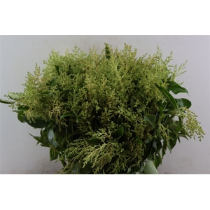 Troene Blooming P Bunch